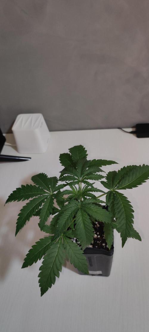 Julieta. Week 2