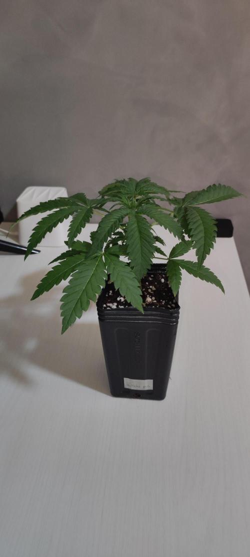 Julieta. Week 2