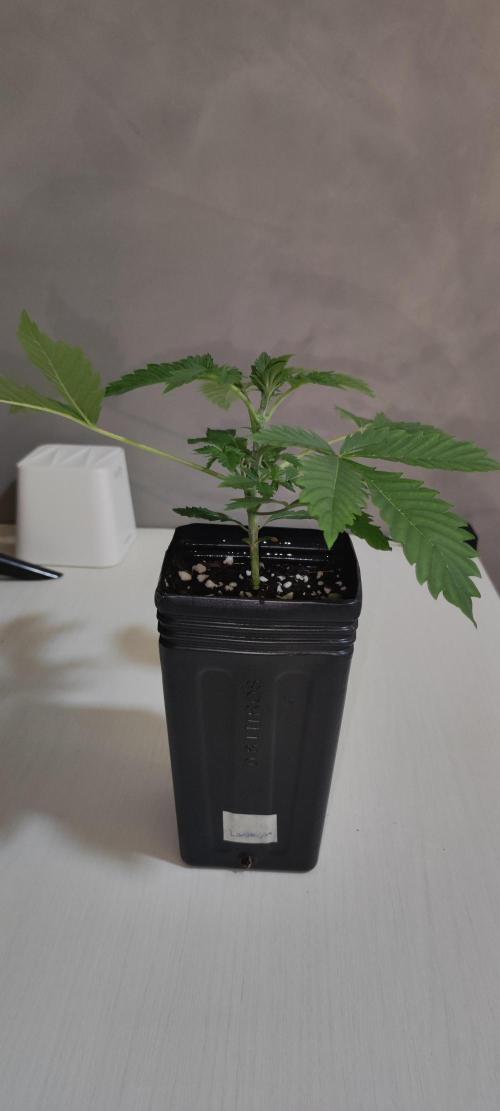 Lambeijax #3. Week 2