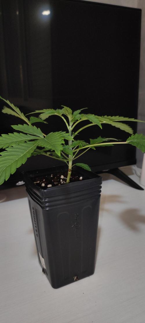 Lambeijax #3. Week 2