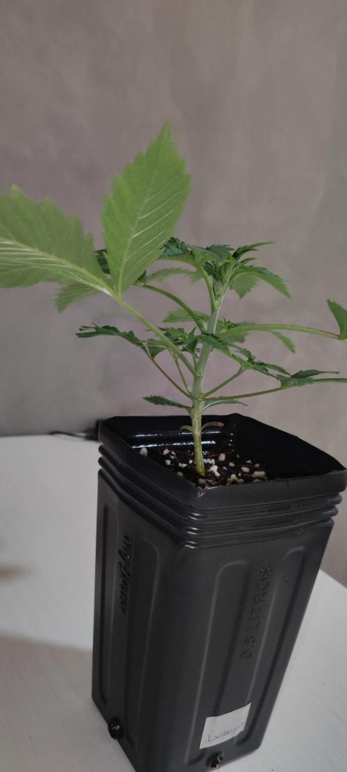 Lambeijax #3. Week 2