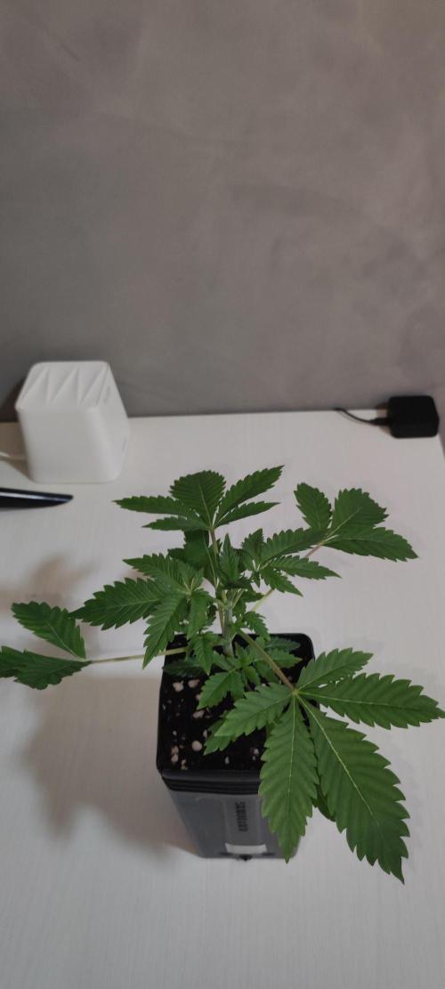 Lambeijax #3. Week 2