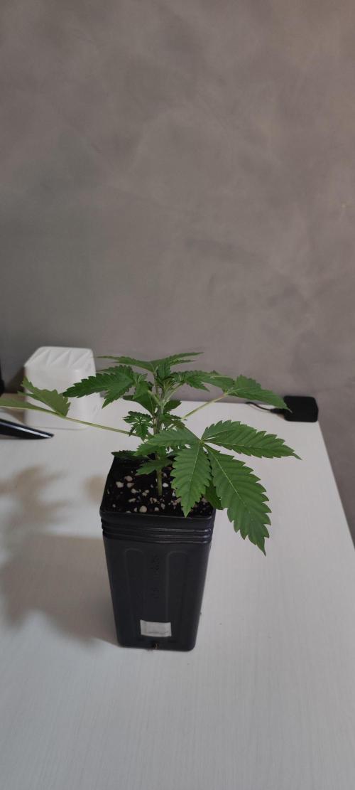 Lambeijax #3. Week 2