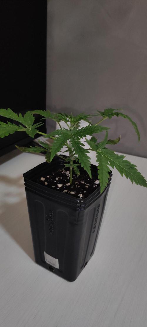 Cheese. Week 2