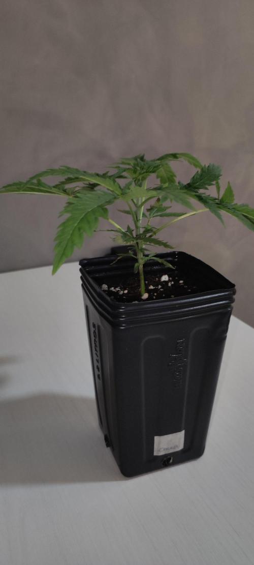 Cheese. Week 2