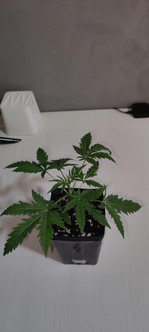 Cheese. Week 2