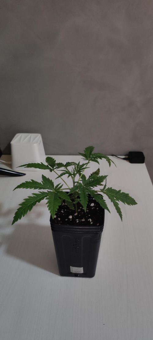 Cheese. Week 2