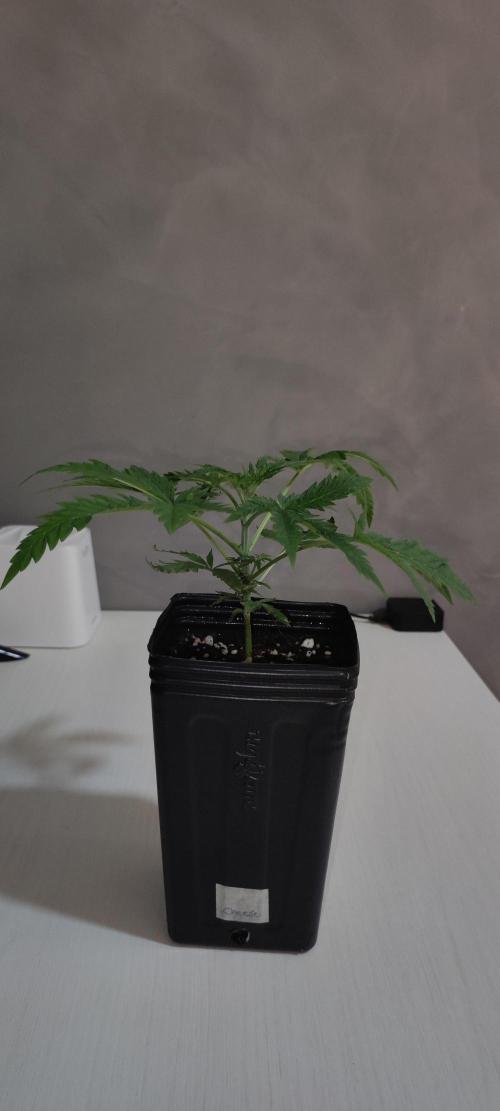 Cheese. Week 2