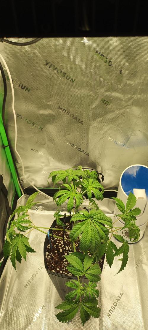 Garlotti. Week 3