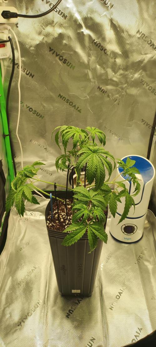 Garlotti. Week 3