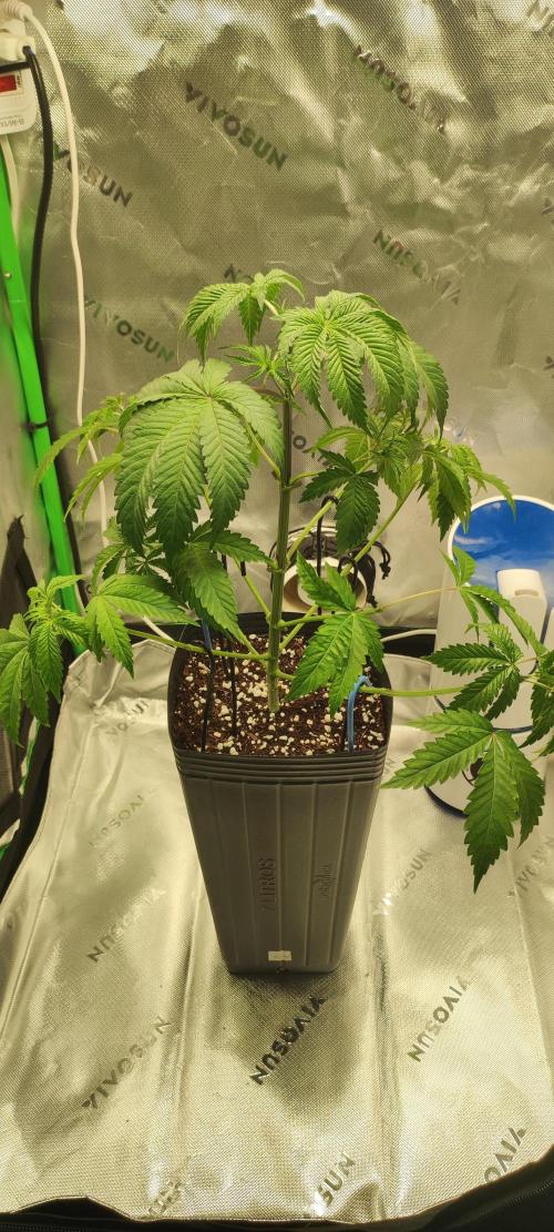 Mimosa. Week 3