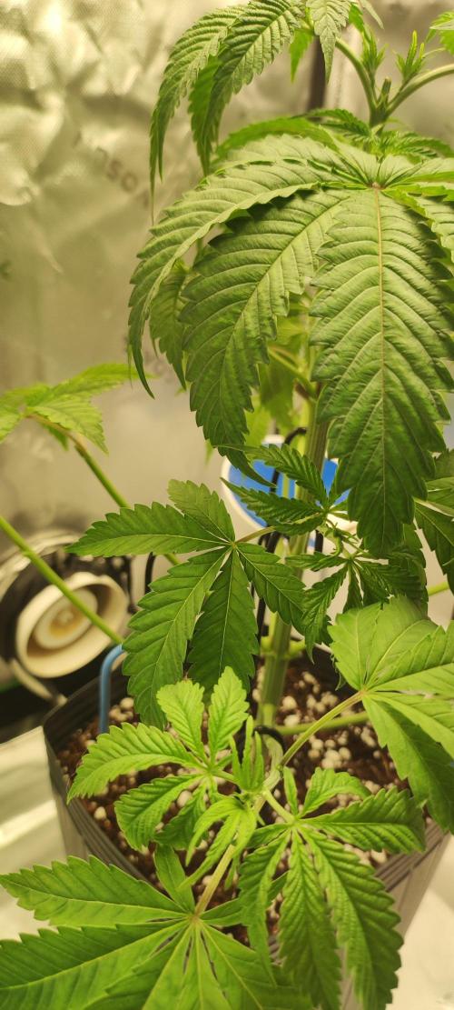 Mimosa. Week 3