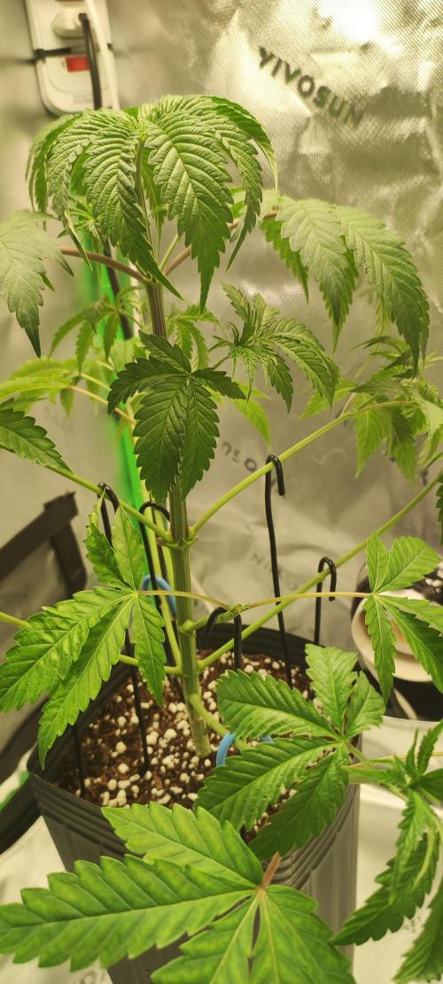 Mimosa. Week 3