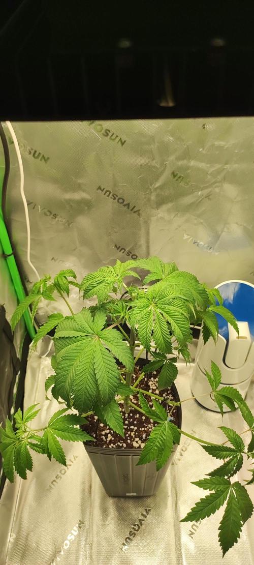 Mimosa. Week 3