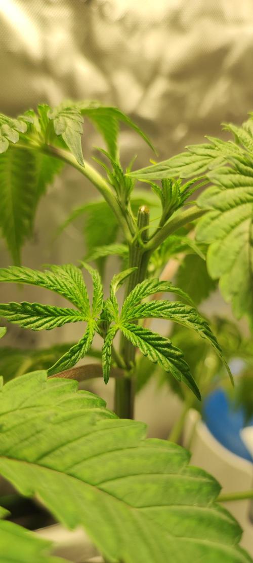 Mimosa. Week 3