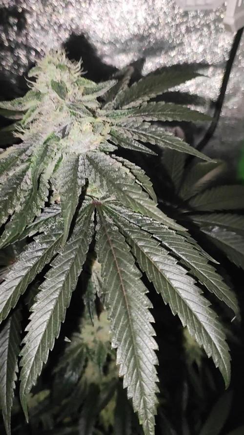 White Widow