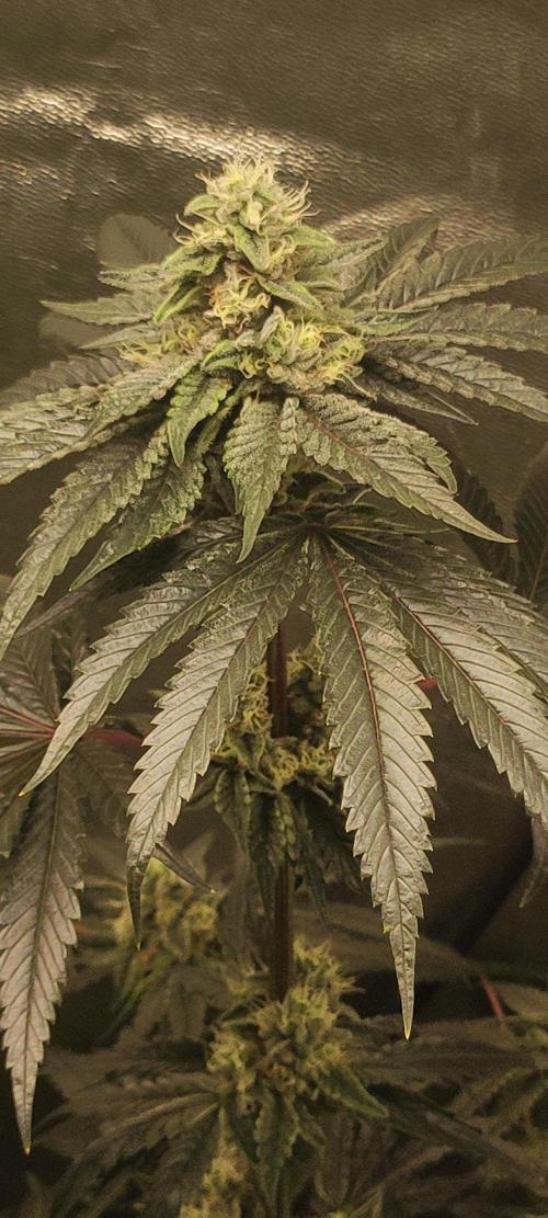 White Widow. Week 11