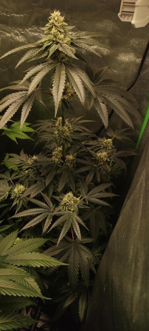 White Widow. Week 11