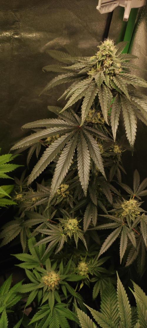 White Widow. Week 11