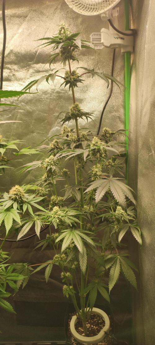 White Widow. Week 11