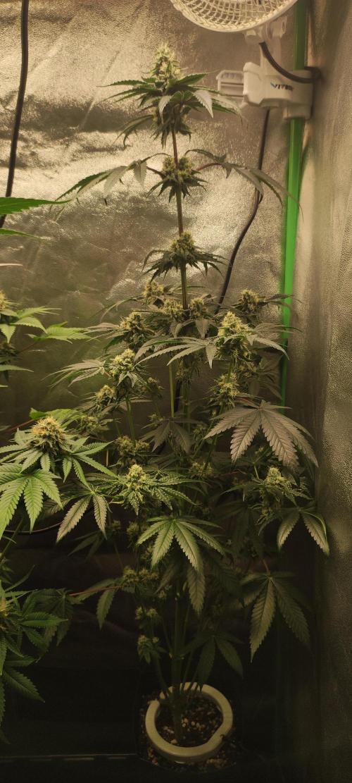 White Widow. Week 11