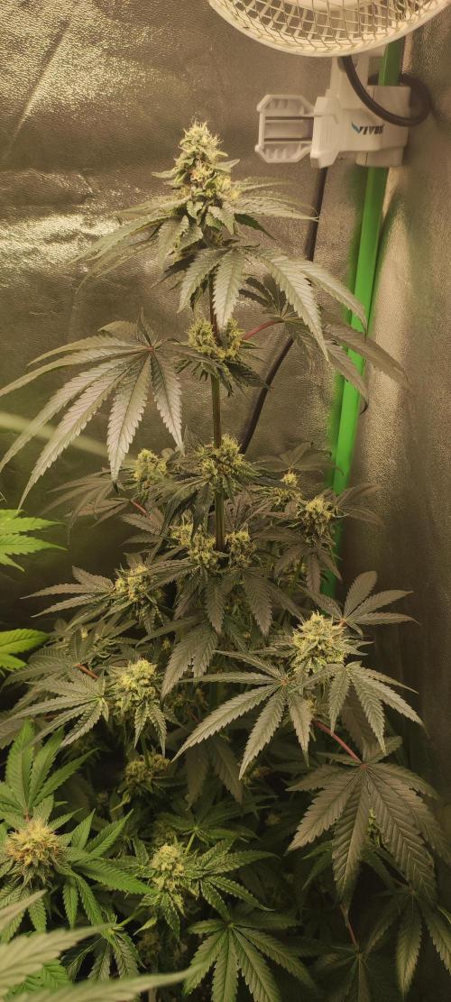 White Widow. Week 11