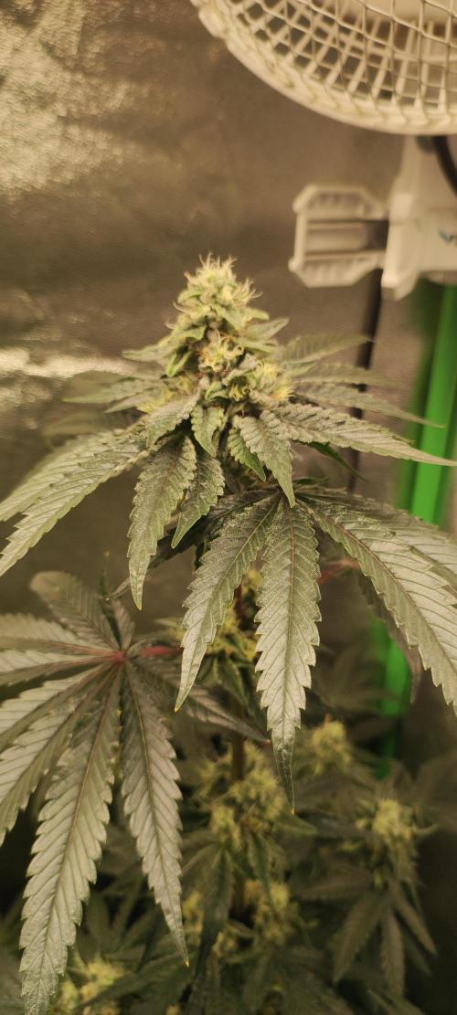 White Widow. Week 11