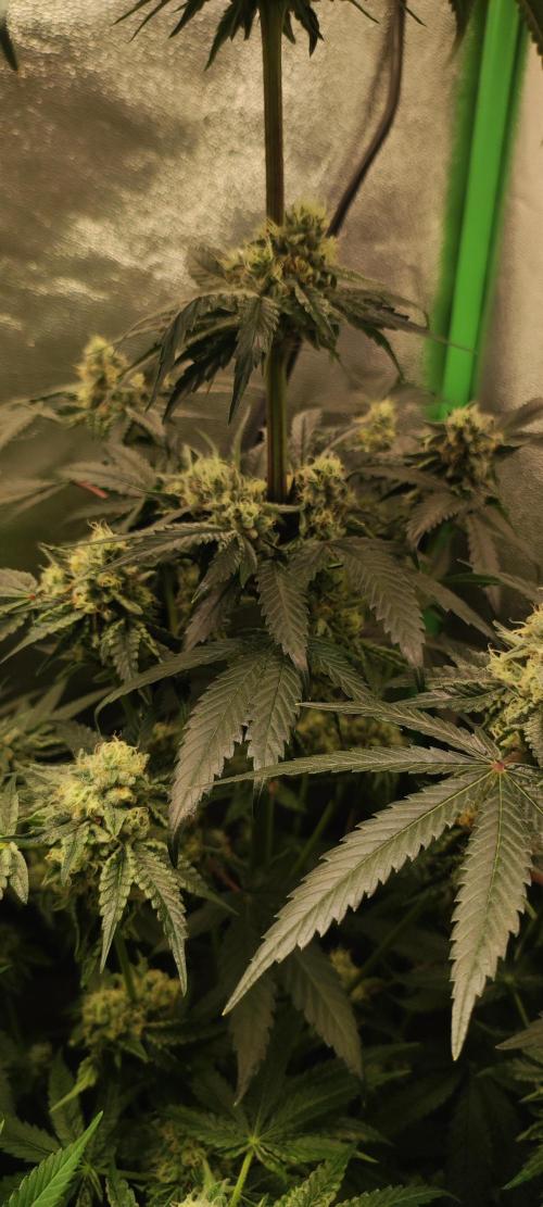 White Widow. Week 11