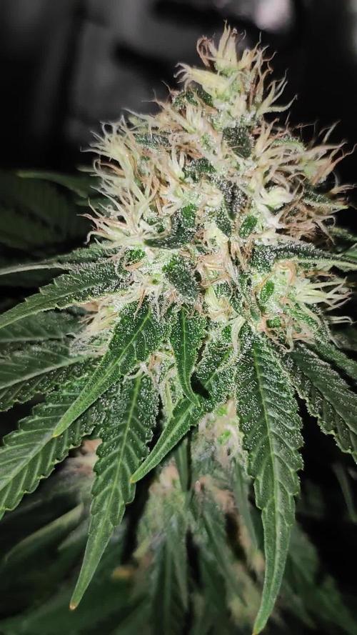 Zkittlez