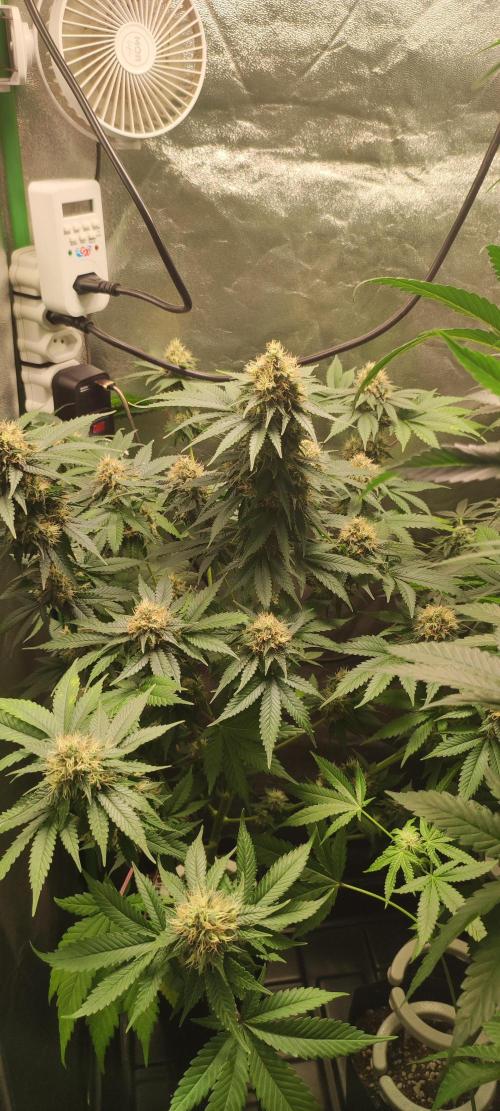Zkittlez. Week 11