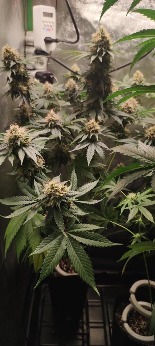 Zkittlez. Week 11