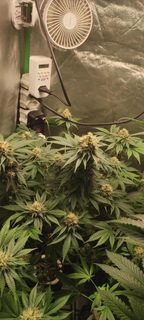 Zkittlez. Week 11