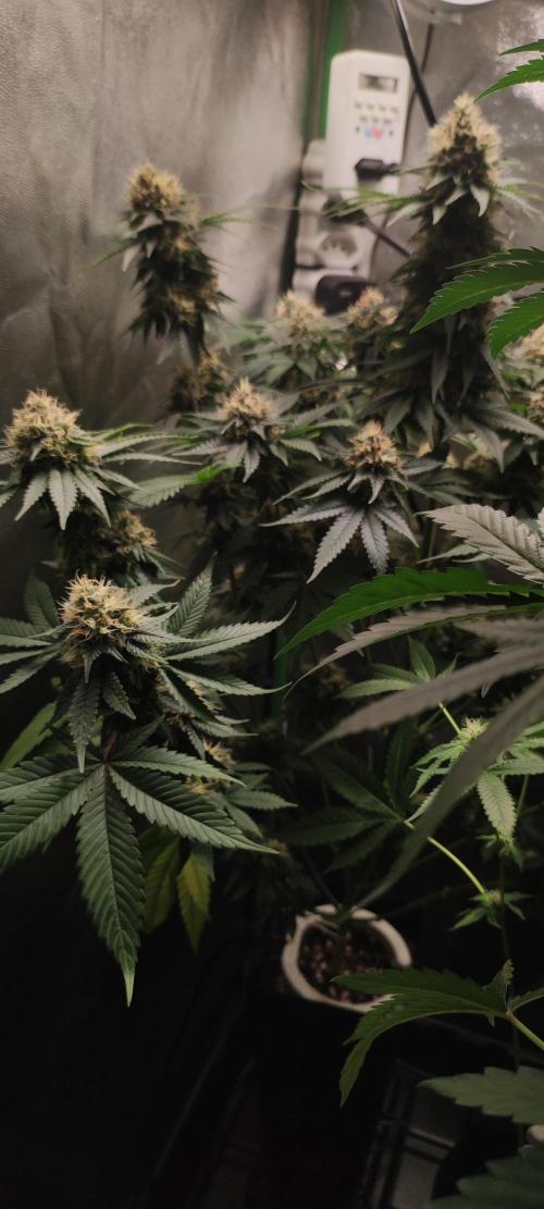 Zkittlez. Week 11