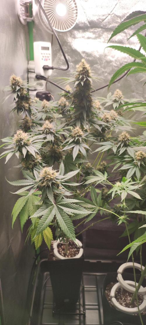 Zkittlez. Week 11