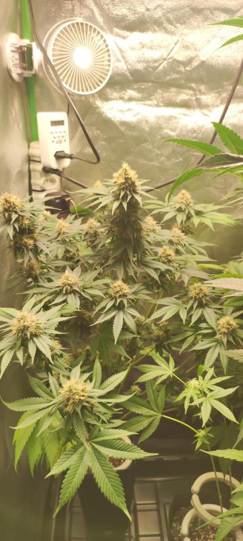Zkittlez. Week 11