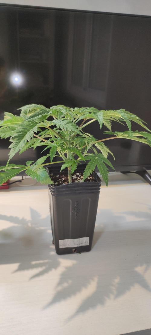 White Widow x Freakshow. Week 3
