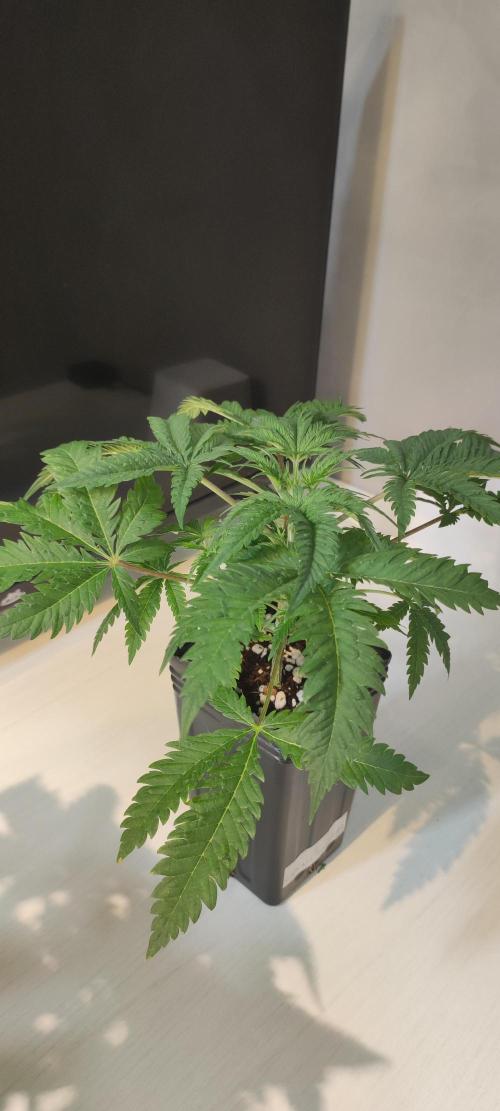 White Widow x Freakshow. Week 3