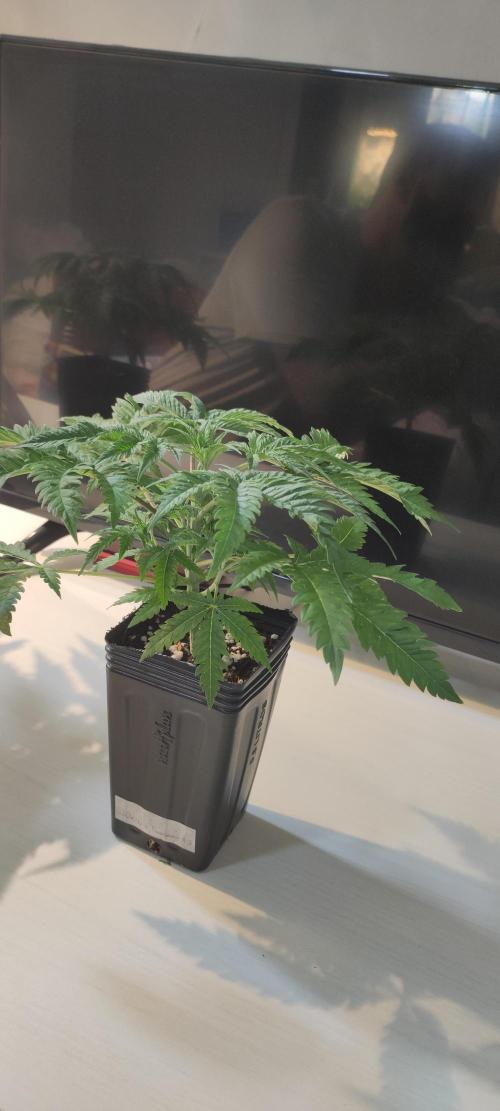 White Widow x Freakshow. Week 3