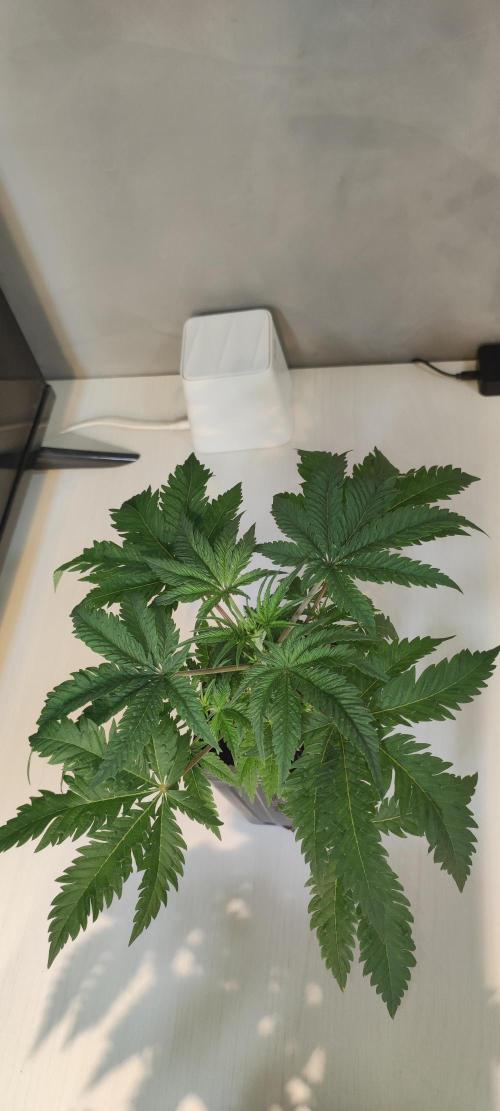 White Widow x Freakshow. Week 3