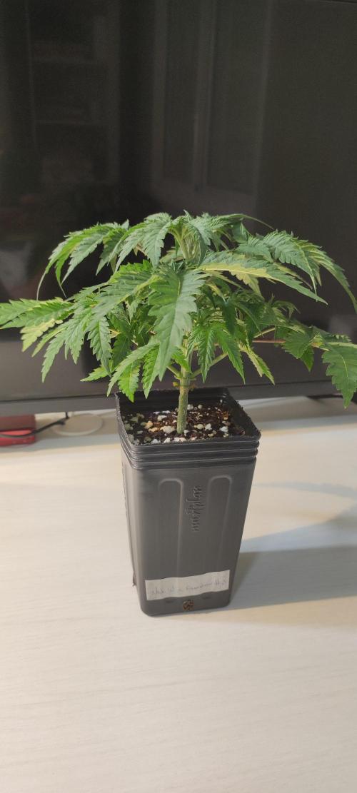 White Widow x Freakshow. Week 3