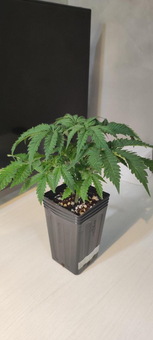 White Widow x Freakshow. Week 3
