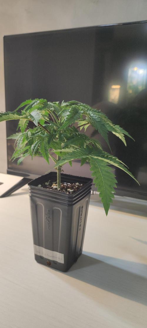 White Widow x Freakshow. Week 3