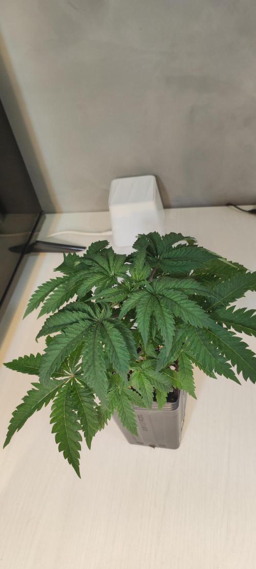 White Widow x Freakshow. Week 3