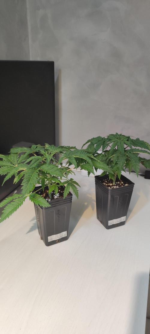 White Widow x Freakshow. Week 3