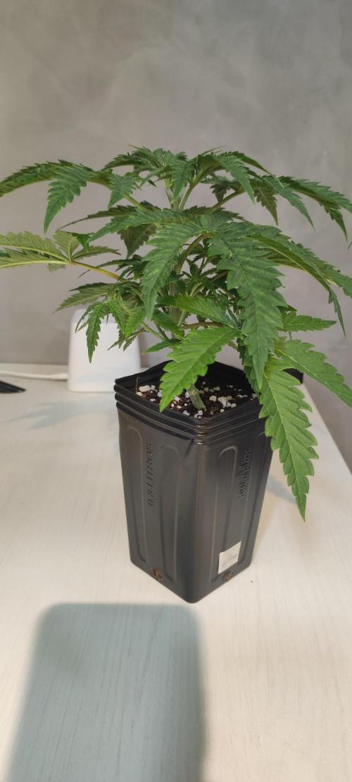 Julieta. Week 3