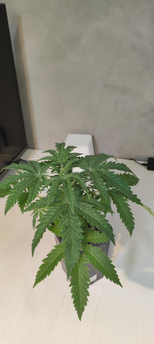 Julieta. Week 3
