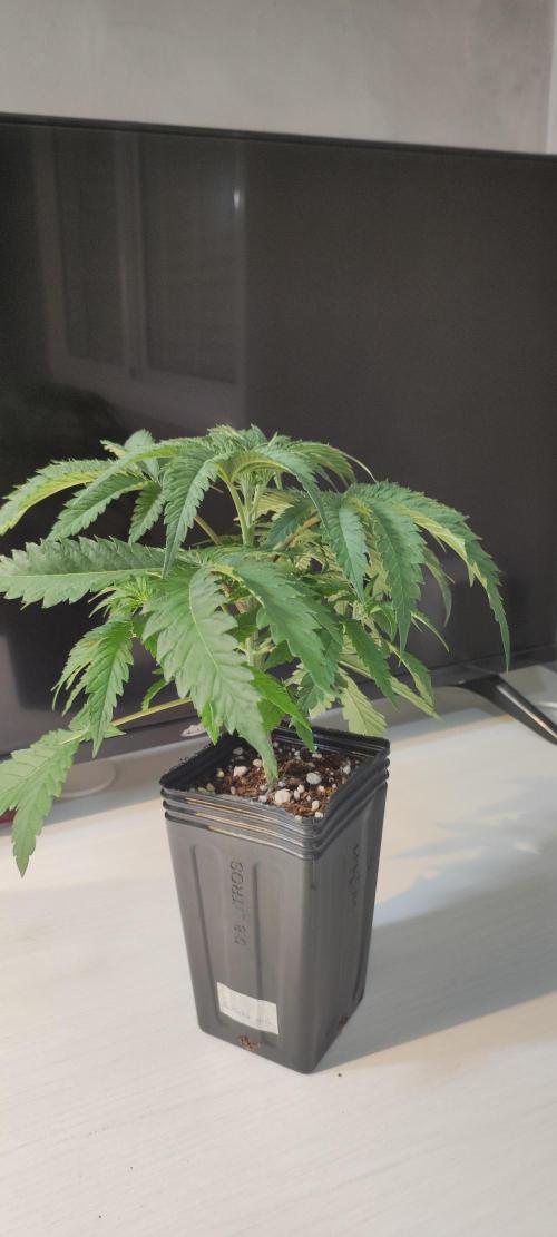 Julieta. Week 3