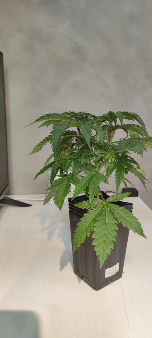 Julieta. Week 3