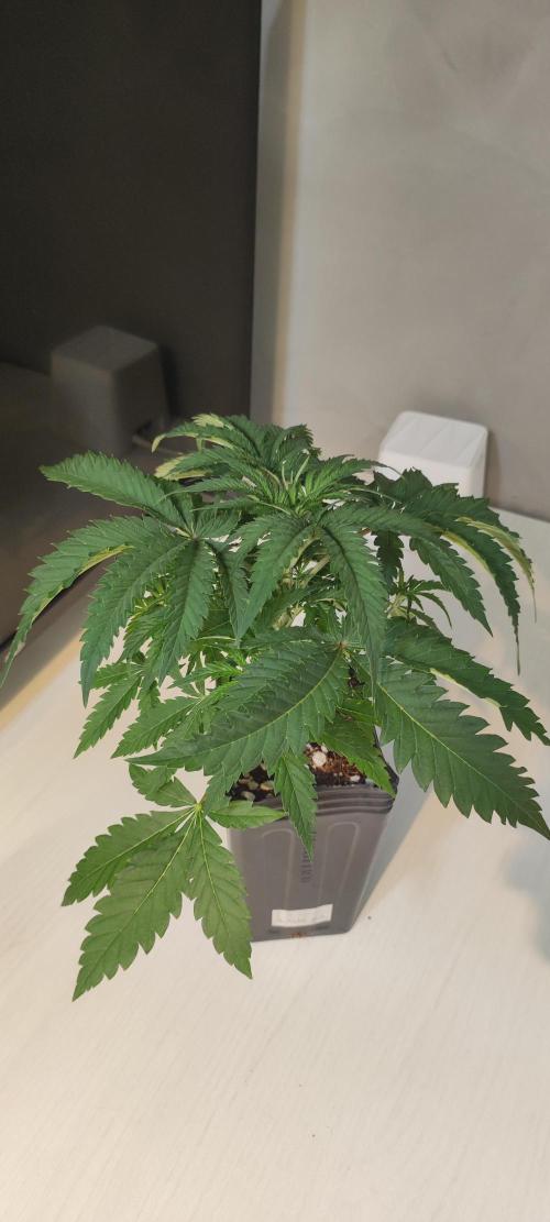Julieta. Week 3
