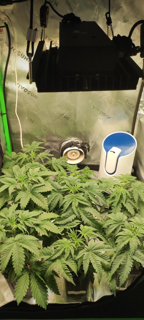 Julieta. Week 3
